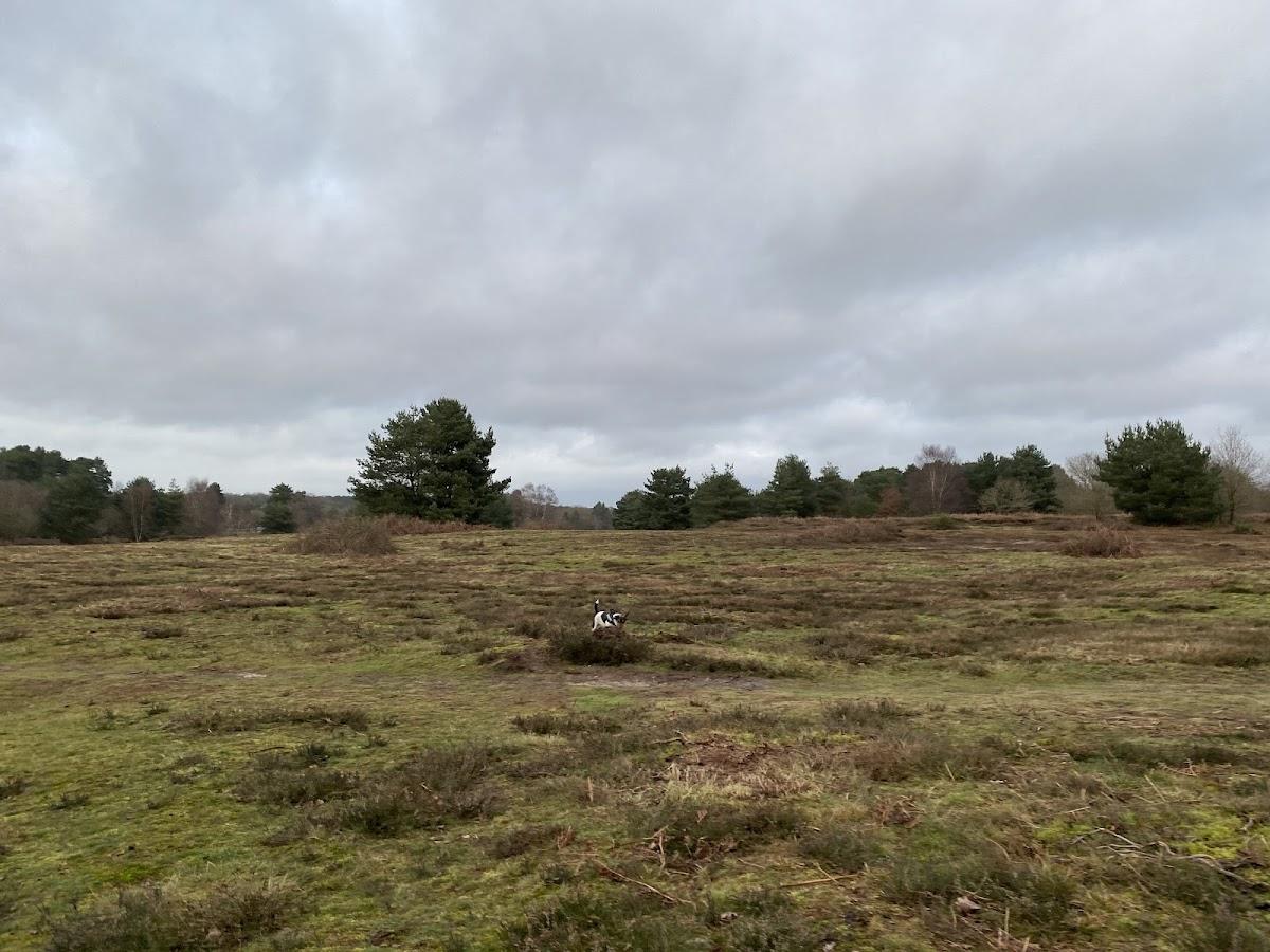 Knettishall Heath Nature Reserve