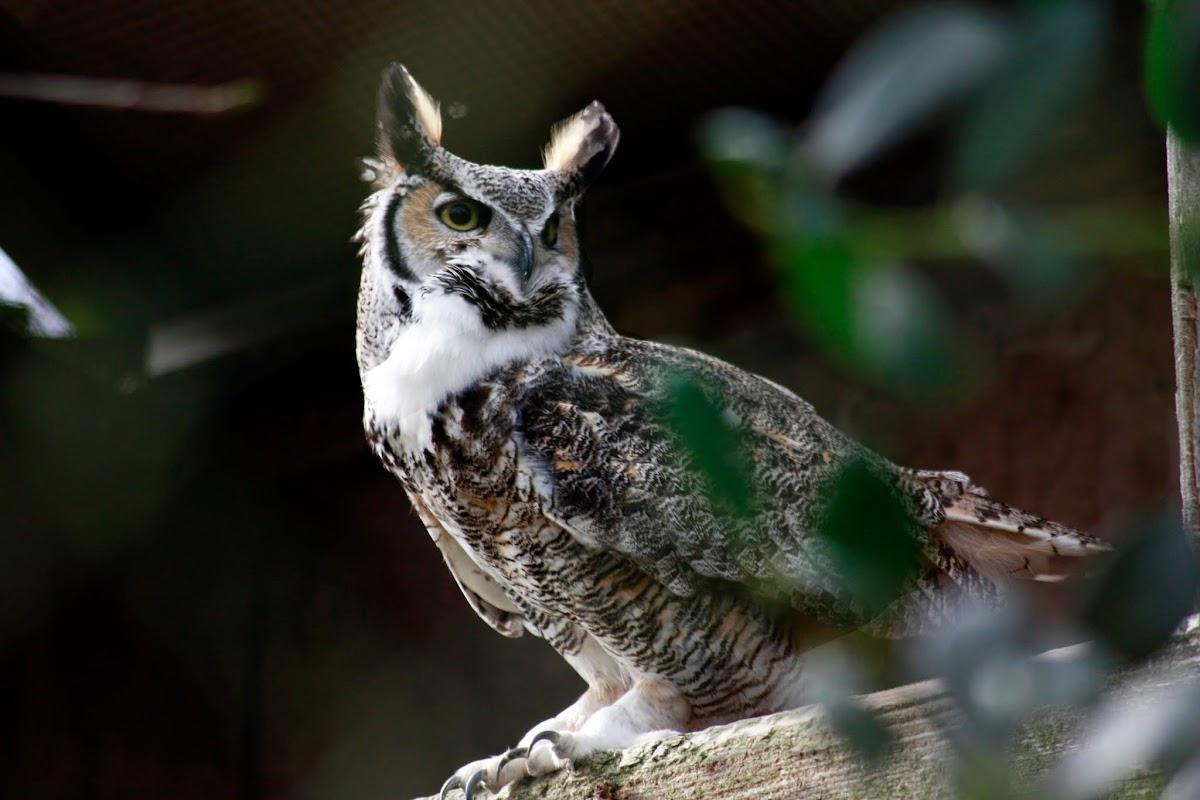 Suffolk Owl Sanctuary